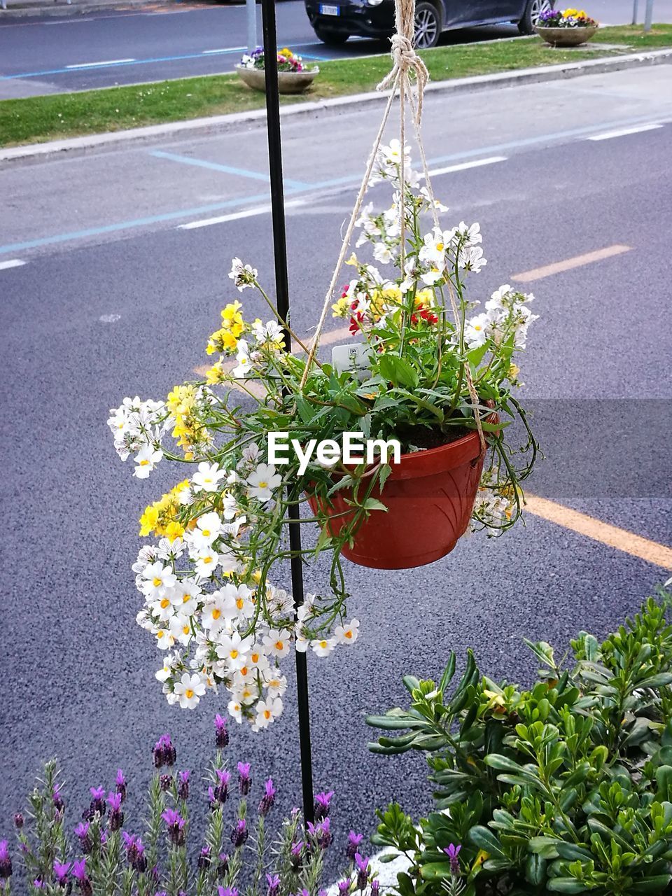 FLOWERS GROWING ON PLANT OUTDOORS