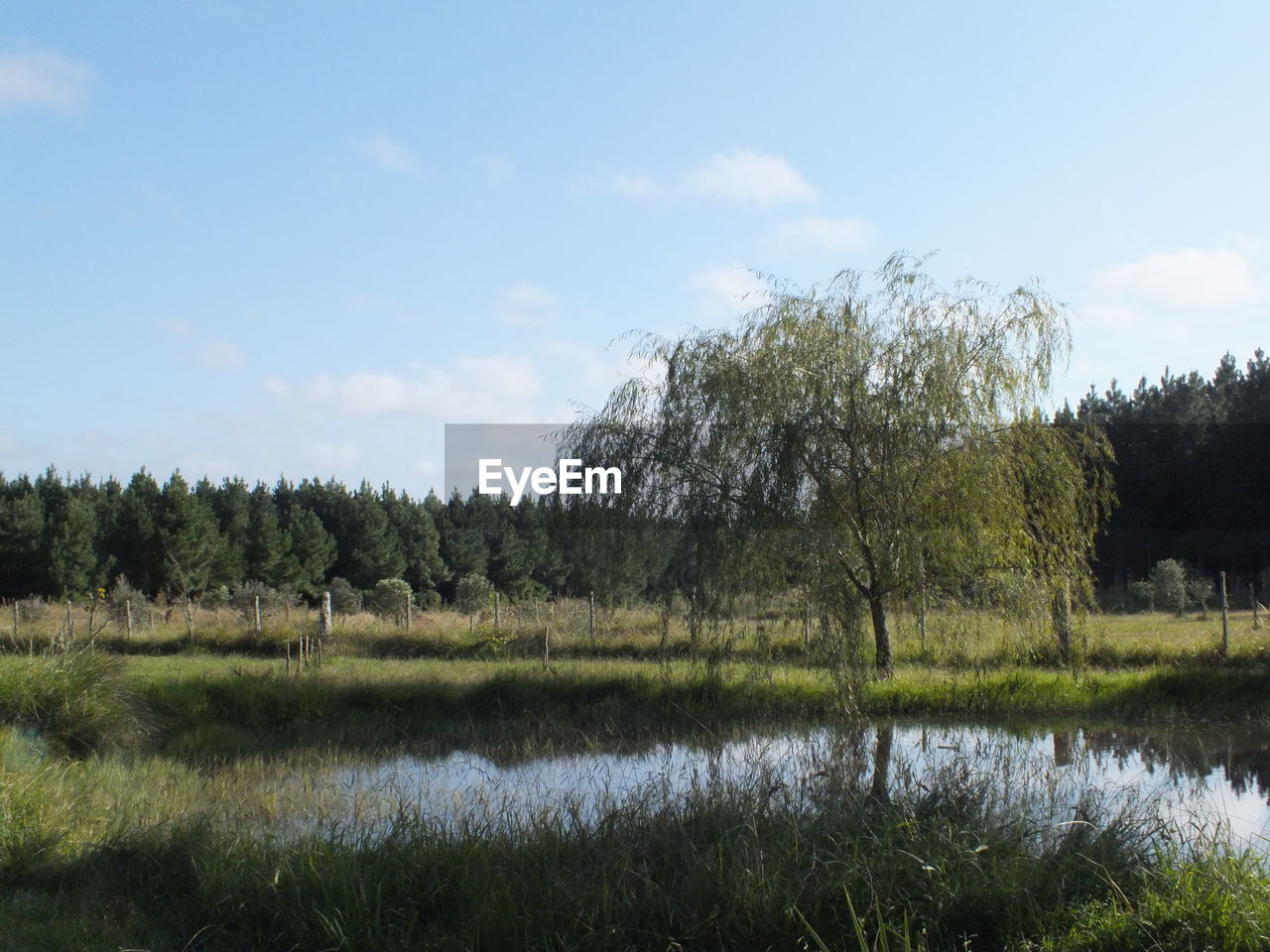 TREES GROWING ON FIELD AGAINST SKY