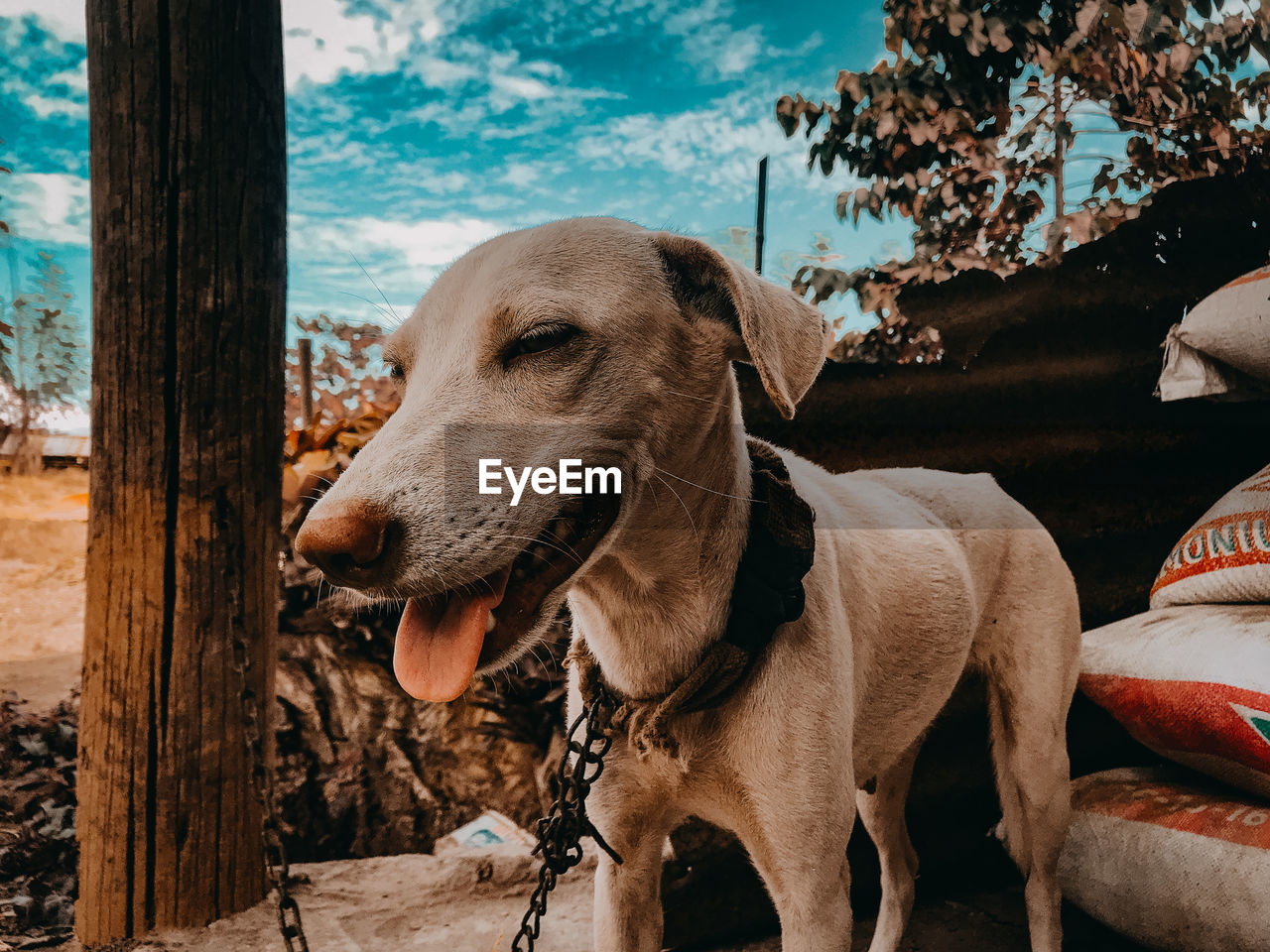 Close-up of dog looking away