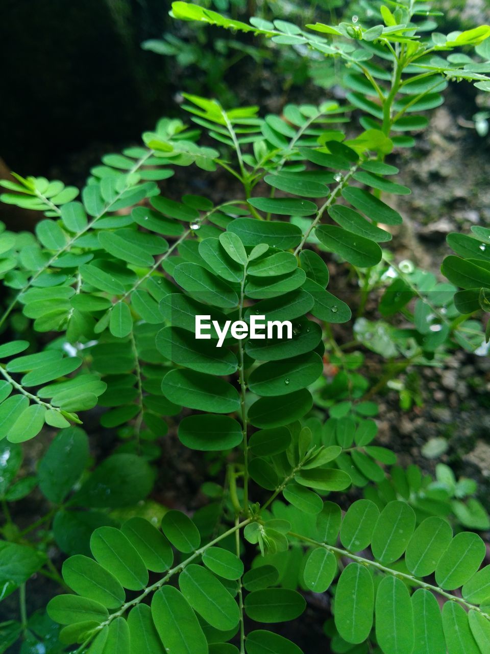 CLOSE-UP OF FRESH GREEN PLANT