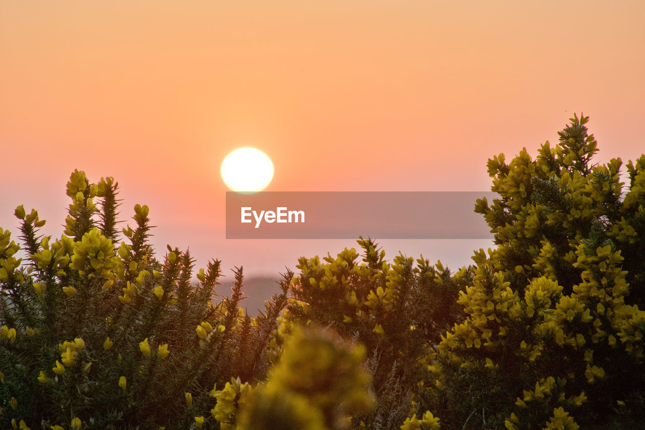 Sunset behind a group of yellow gorse flowers