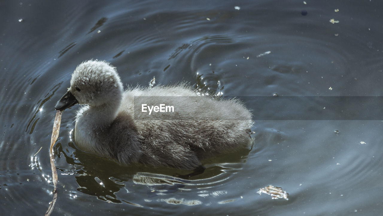 HIGH ANGLE VIEW OF DUCK SWIMMING ON LAKE