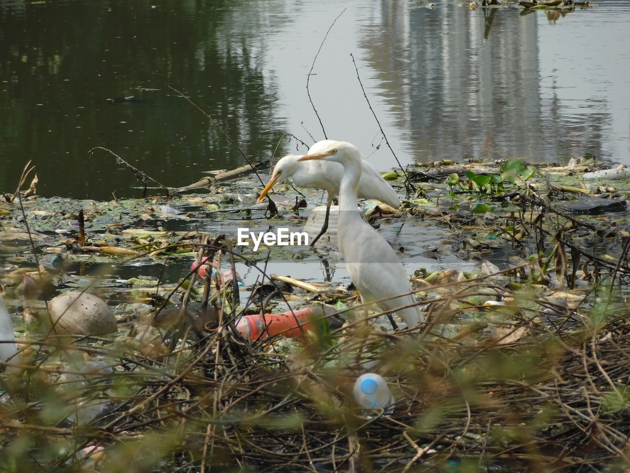 VIEW OF SWAN WITH WATER