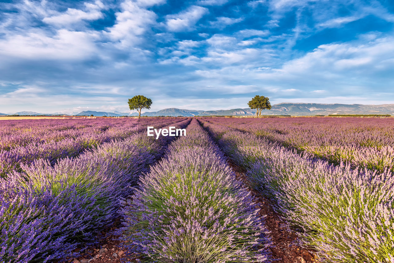 Scenic view of lavender field against dramatic sky at sunset in provence, france