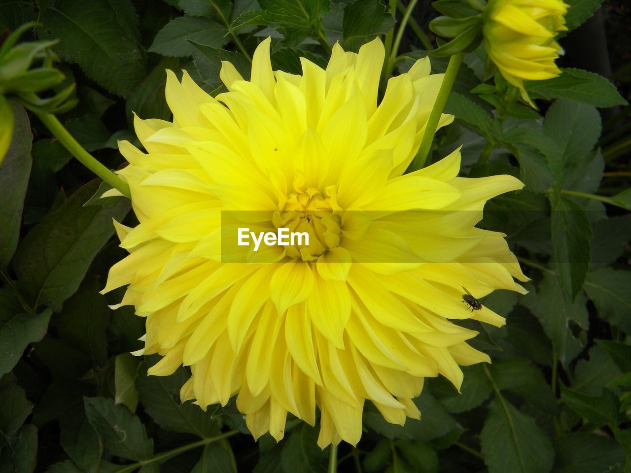 CLOSE-UP OF YELLOW FLOWER