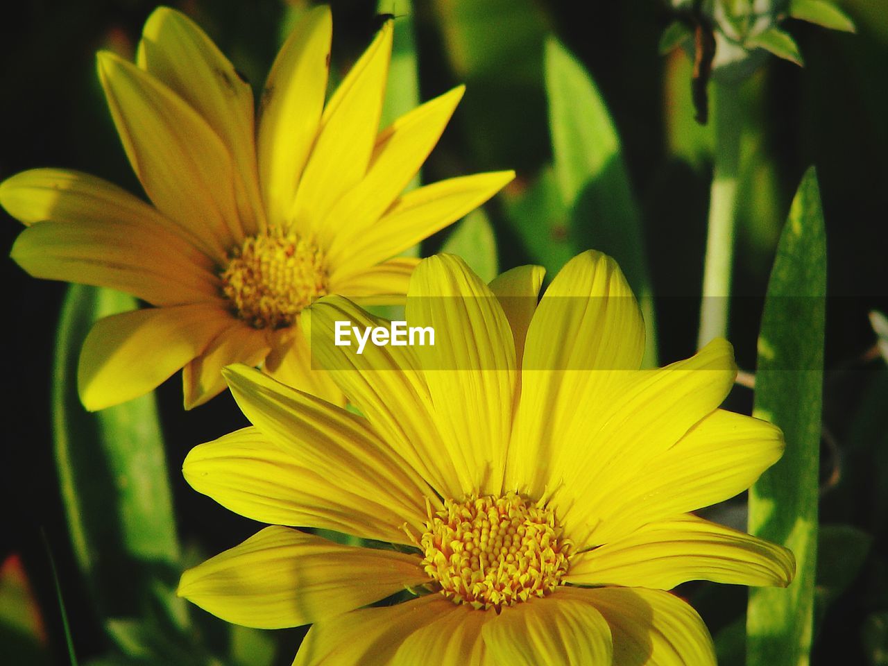 CLOSE-UP OF YELLOW FLOWER BLOOMING