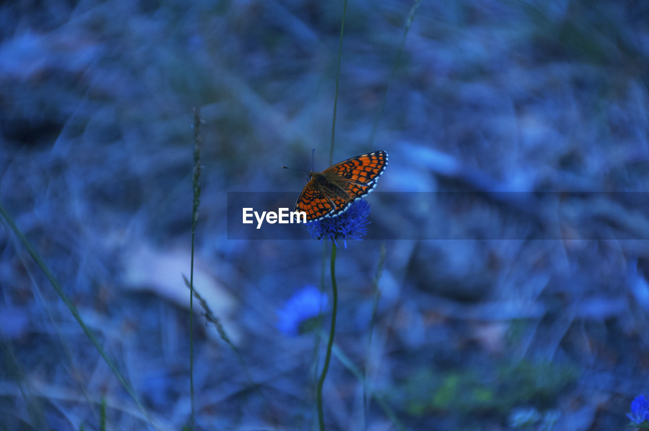 Close-up of an orange butterfly on a blue plant.