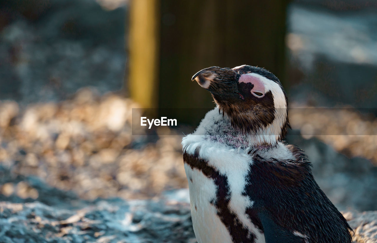 animal themes, animal, bird, wildlife, animal wildlife, beak, one animal, close-up, penguin, animal body part, nature, focus on foreground, no people, outdoors, day