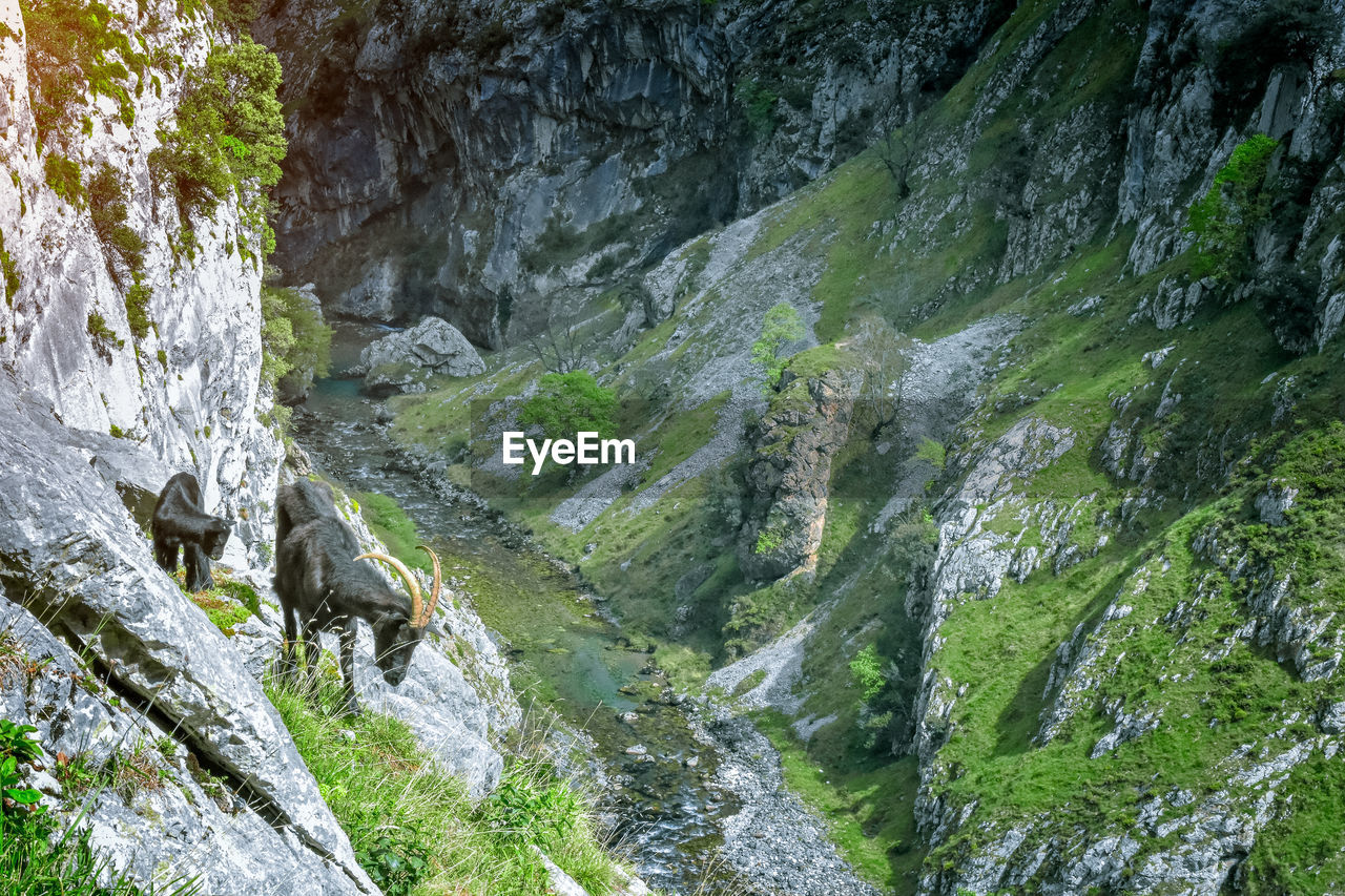 Goats in mountain landscape. cares trekking route, asturias