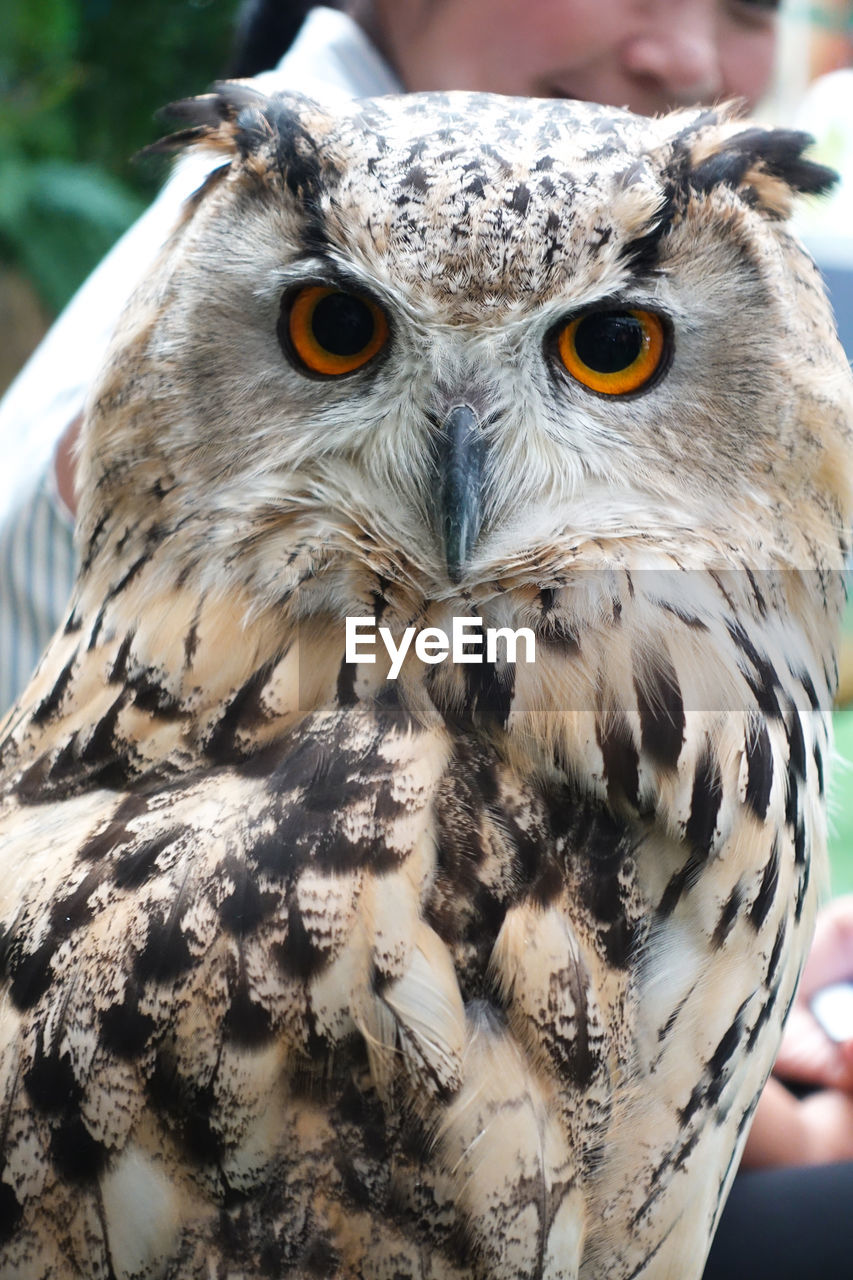 Close-up portrait of eagle owl 