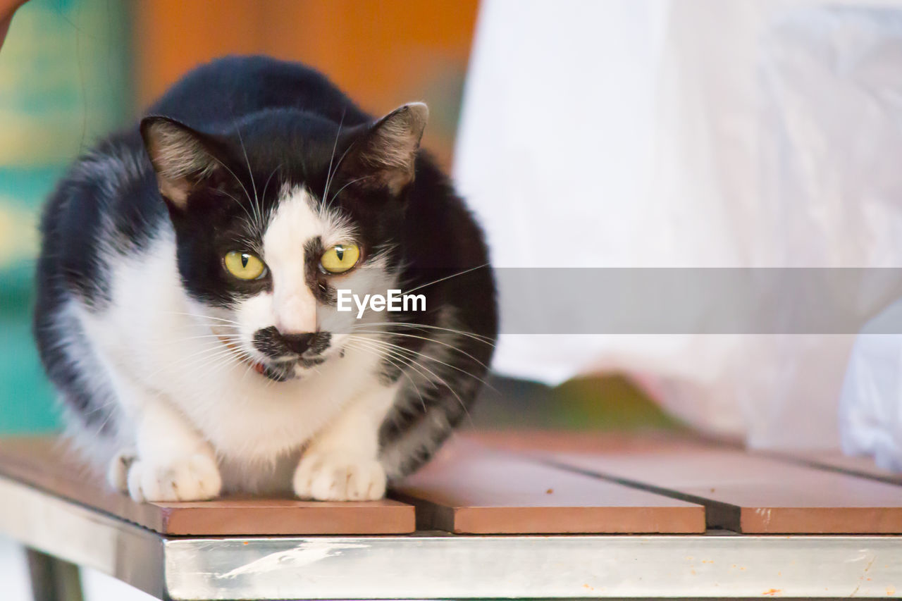 PORTRAIT OF CAT WITH KITTEN