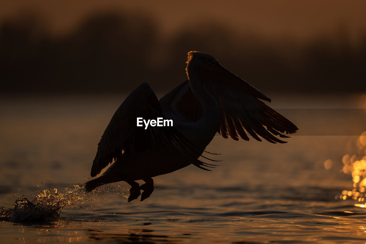 animal, animal themes, animal wildlife, wildlife, bird, water, one animal, reflection, nature, sunset, flying, wing, no people, animal body part, outdoors, sea, motion, spread wings, animal wing