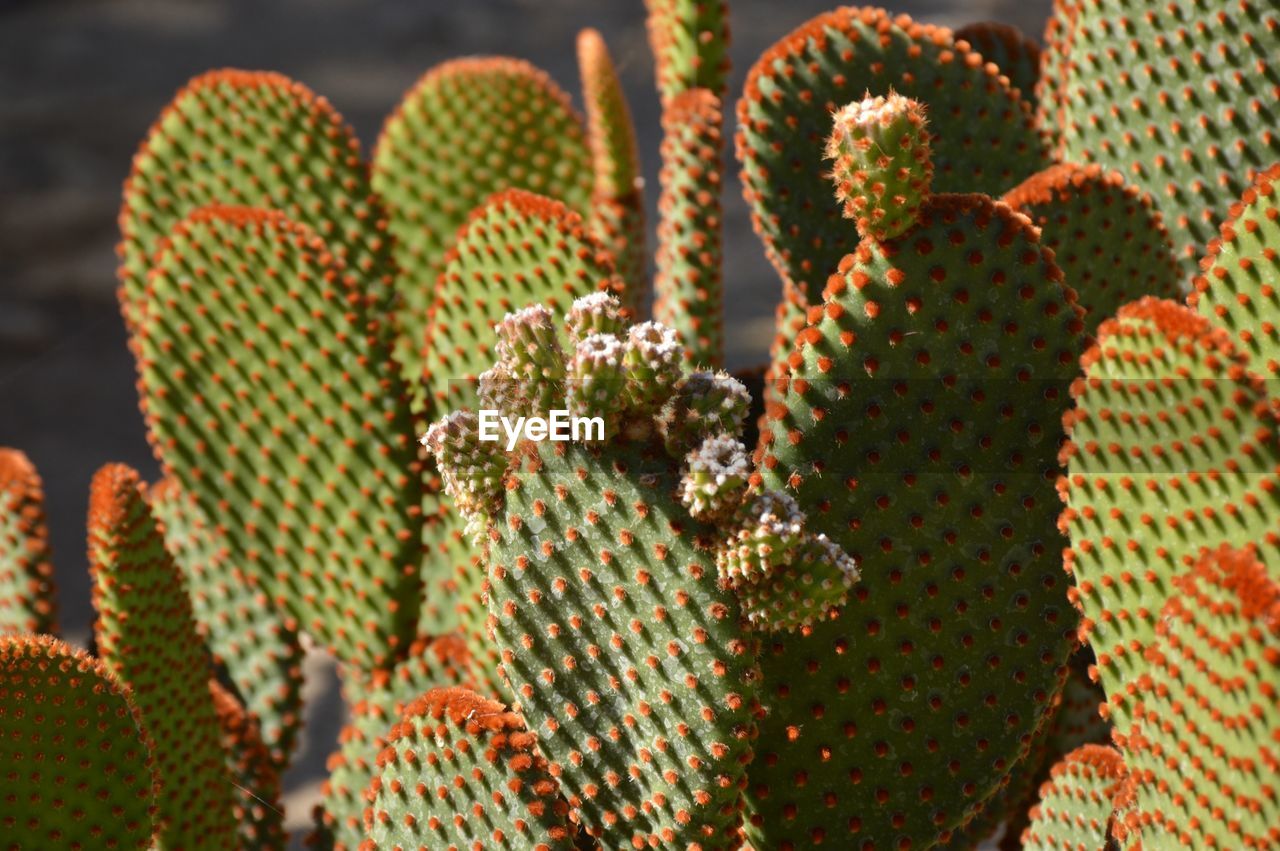 Close-up of succulent plant