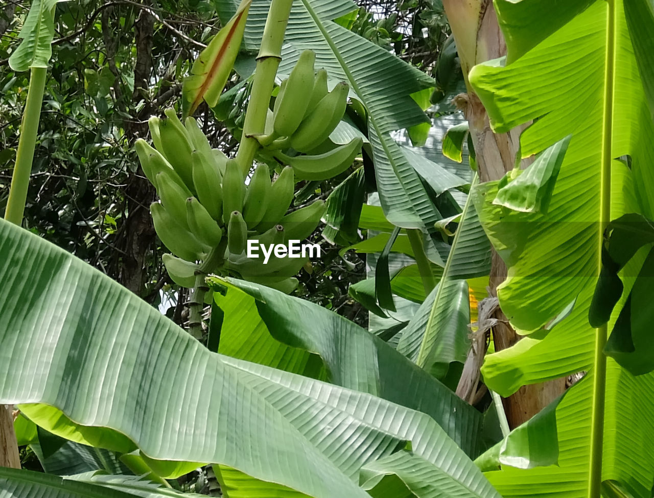 CLOSE-UP OF LEAVES ON TREE