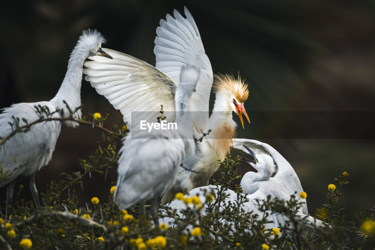 Trade war,  the cattle egret fights with three snowy egrets 