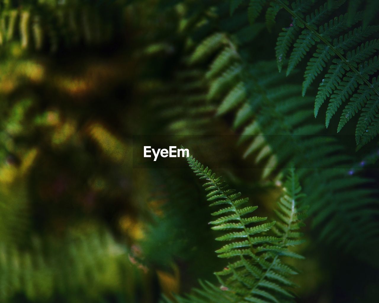 Close-up of fern leaves