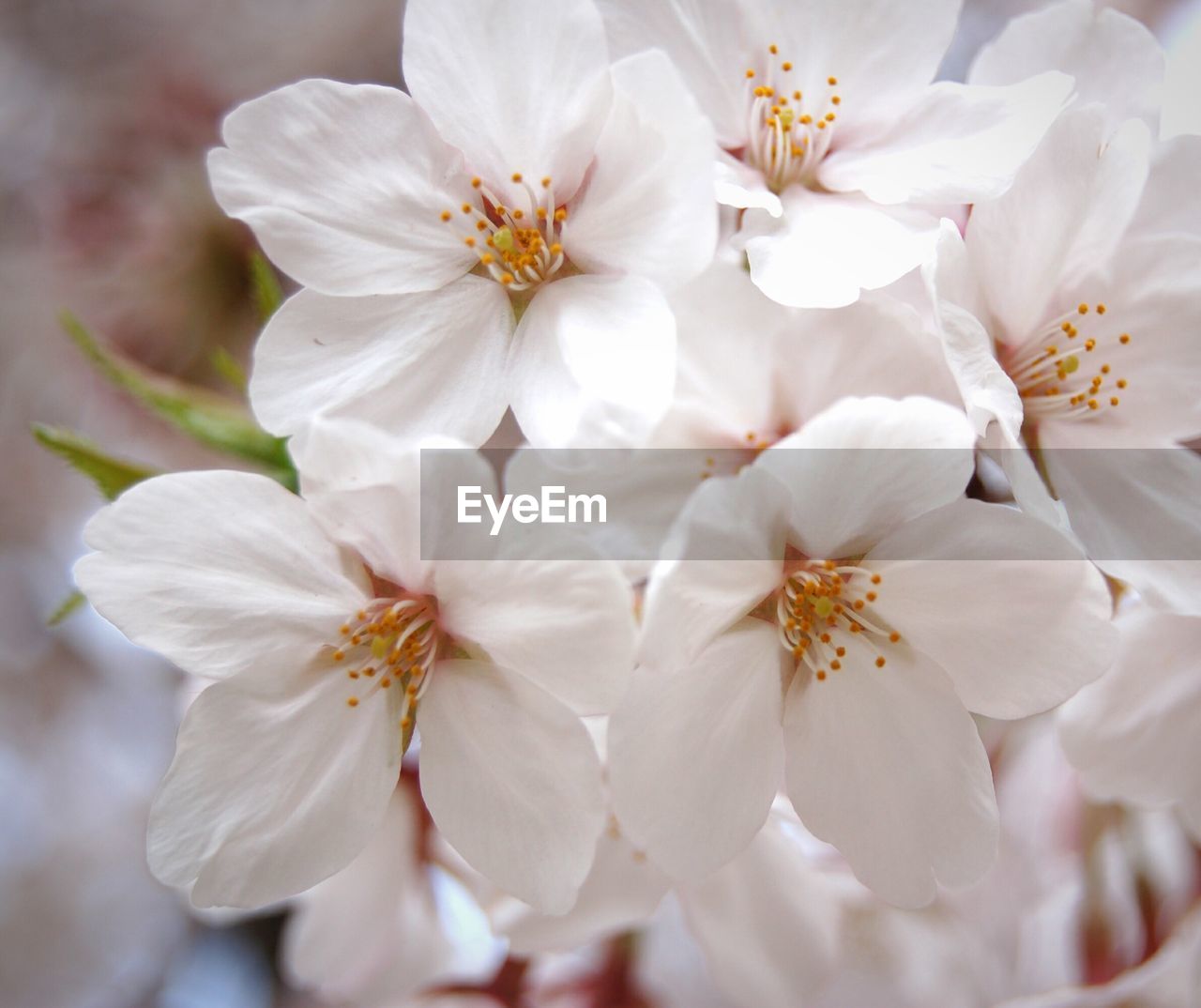 Full frame shot of white flowers