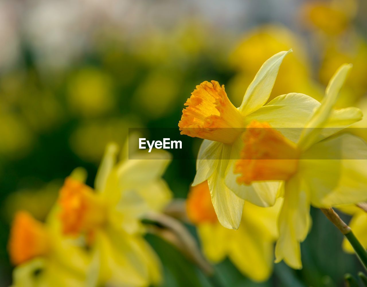 CLOSE-UP OF YELLOW FLOWERS