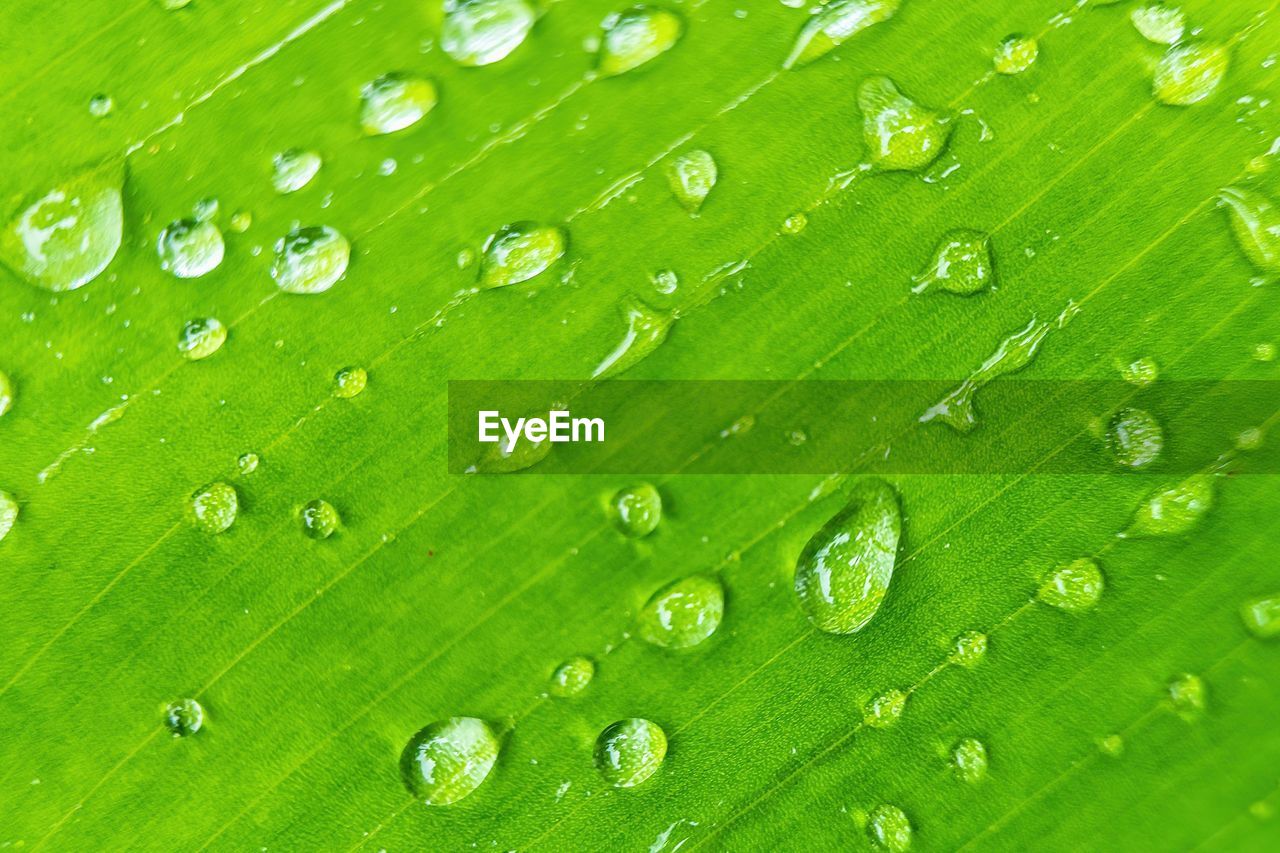 green, water, drop, backgrounds, grass, wet, nature, leaf, dew, no people, close-up, plant part, moisture, full frame, beauty in nature, plant, pattern, freshness, environment, macro photography, fragility, macro, growth, textured, outdoors, rain, leaf vein, purity, extreme close-up, plant stem, environmental conservation