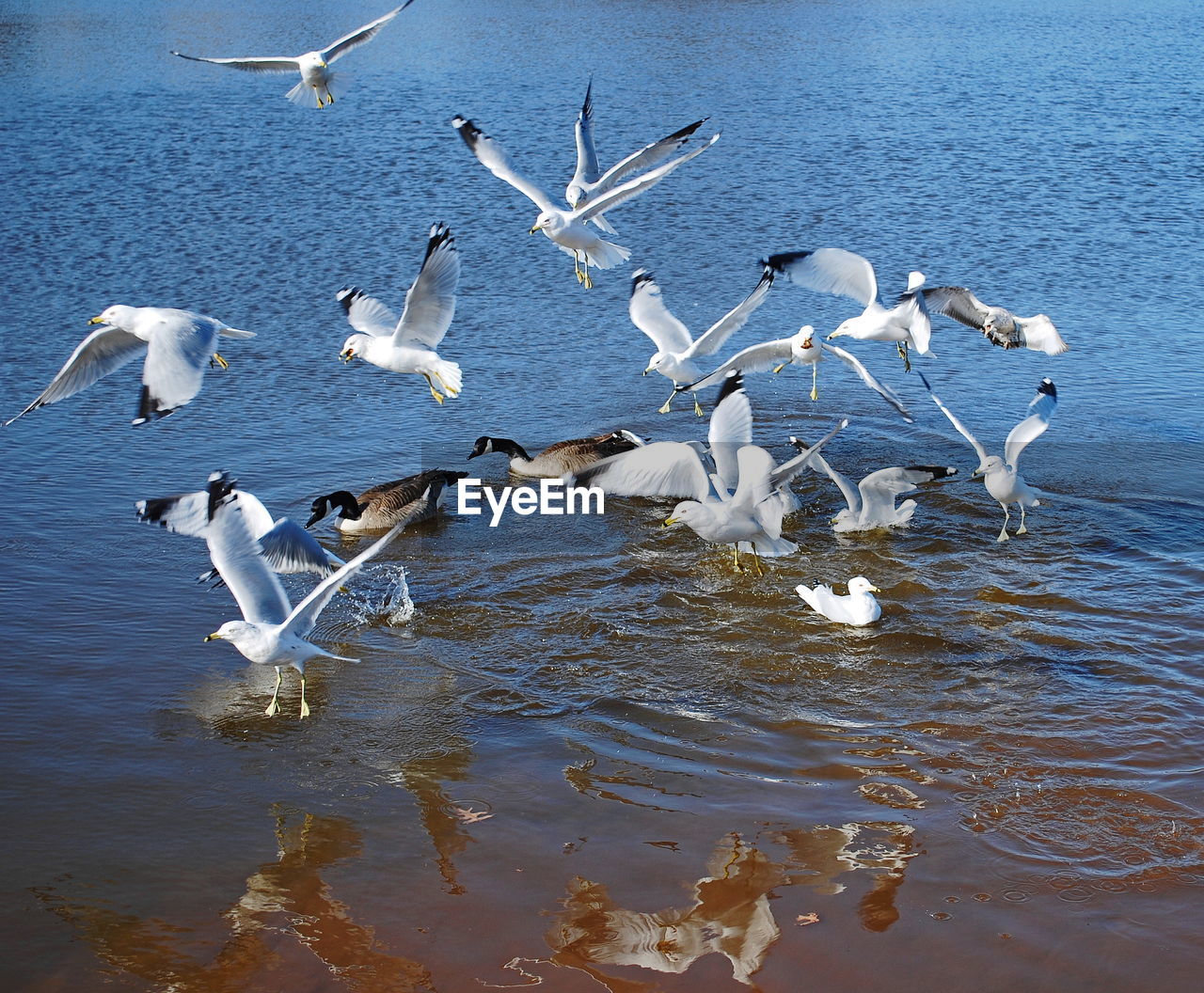 Seagulls on lake