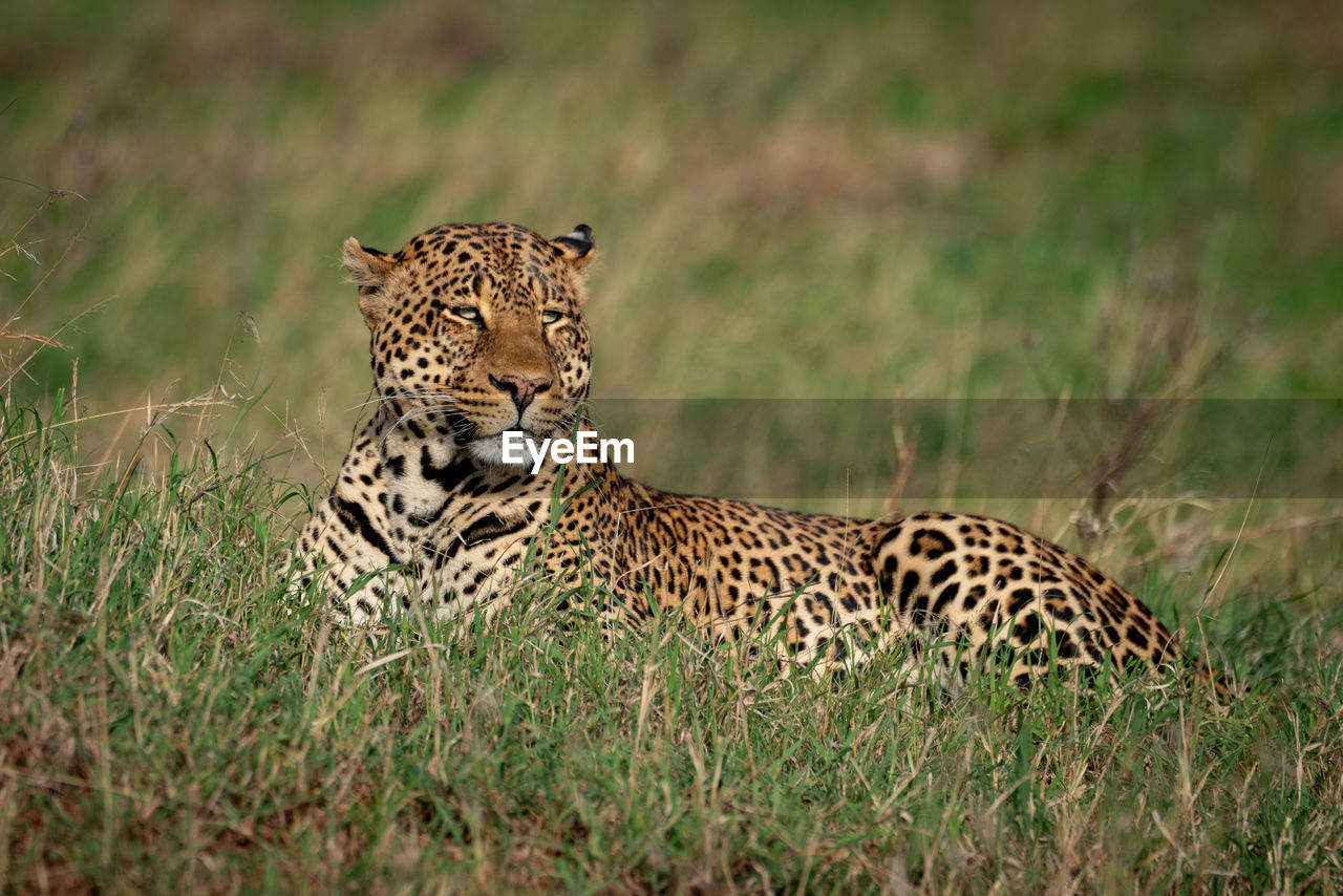 Male leopard lies in grass turning head