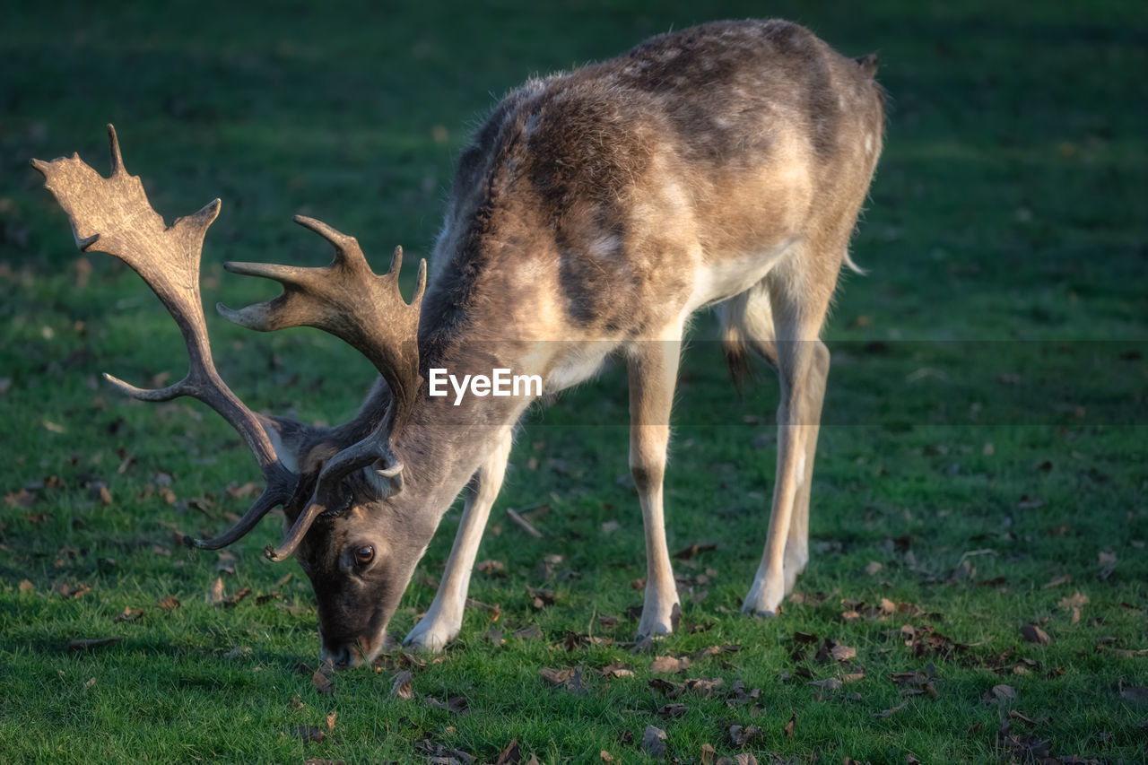 animal themes, animal, mammal, animal wildlife, deer, wildlife, one animal, grass, nature, antler, plant, no people, field, domestic animals, land, outdoors, reindeer, brown, herbivorous, day, grazing, side view, horned, standing, plain, full length, animal body part, agriculture