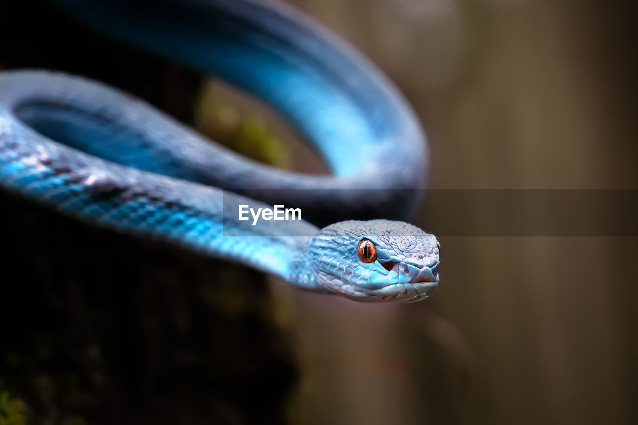 close-up of snake on plant