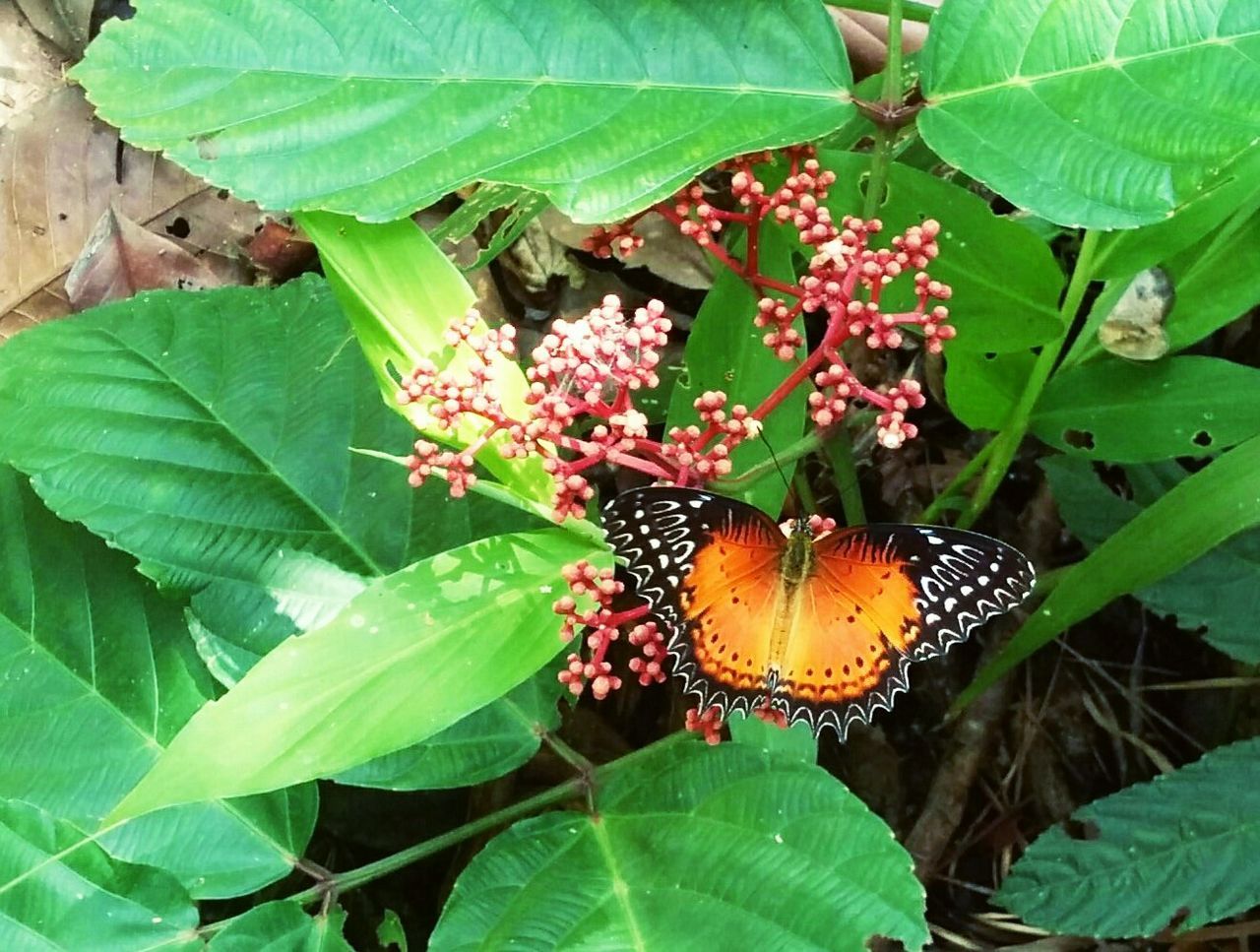 CLOSE-UP OF INSECT ON PLANTS