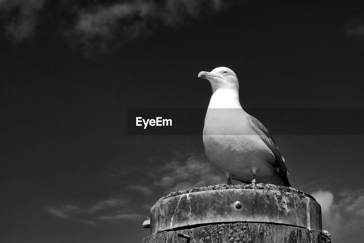 Low angle view of seagull on a pole perching against sky
