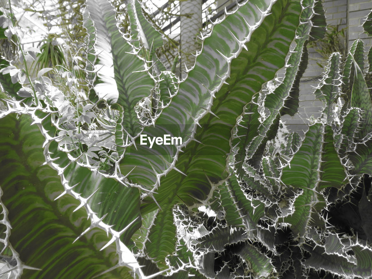 CLOSE-UP OF PLANTS