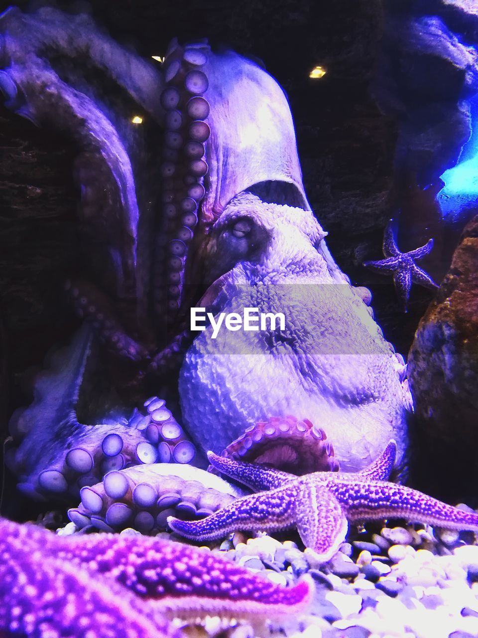 CLOSE-UP OF FISH SWIMMING UNDERWATER