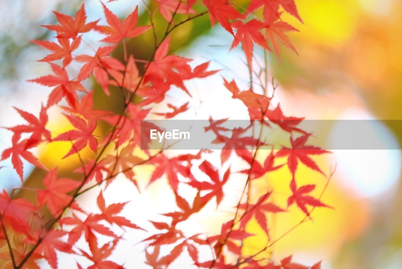 CLOSE-UP OF RED LEAVES ON TREE