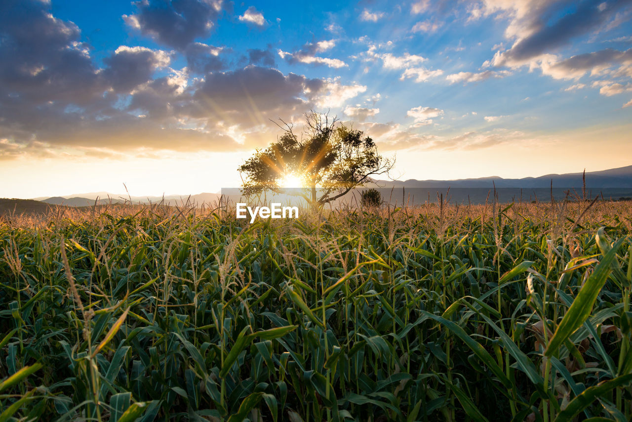 Wheat growing on field against sky during sunset