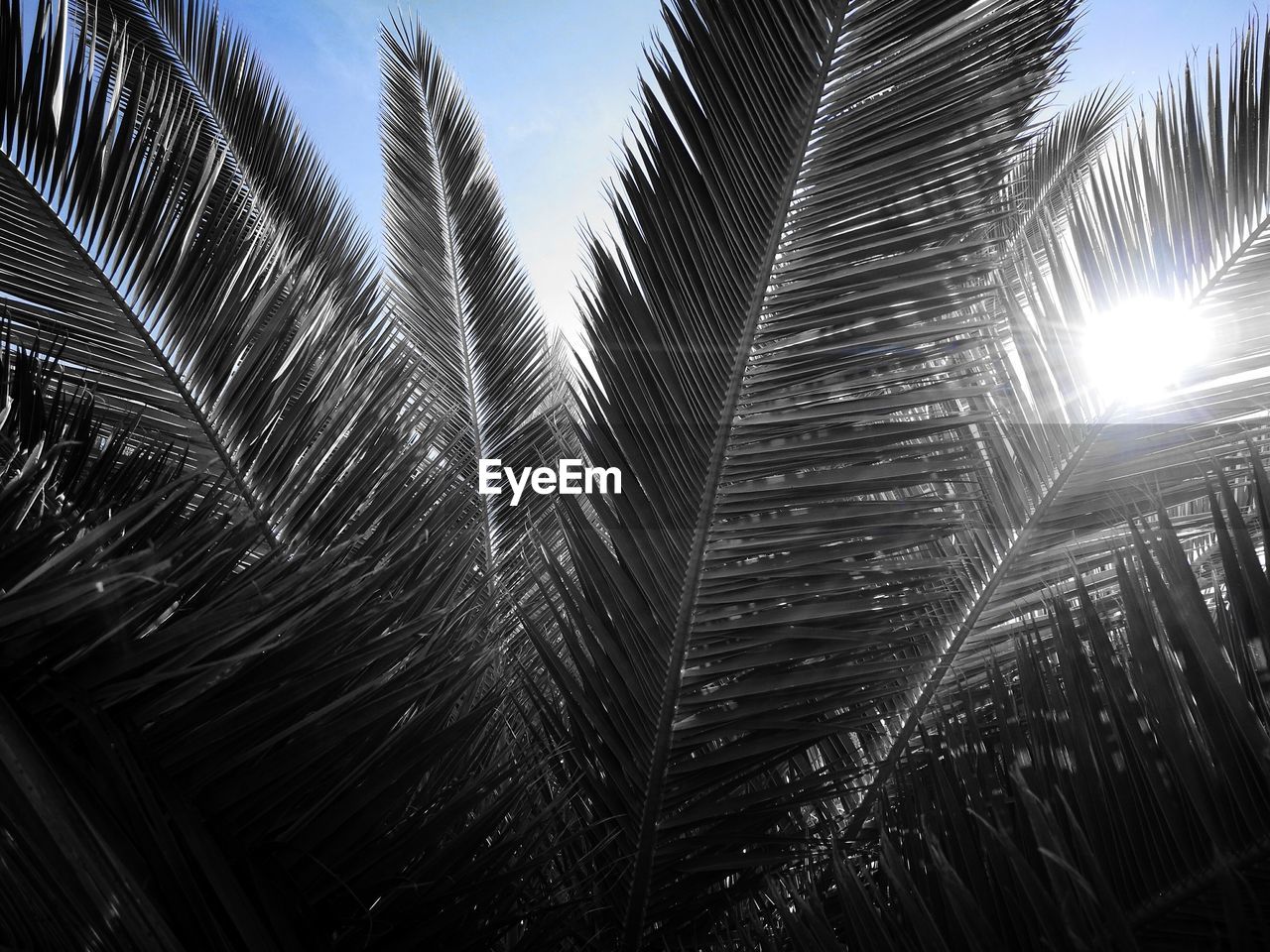 CLOSE-UP OF PALM TREE AGAINST SKY