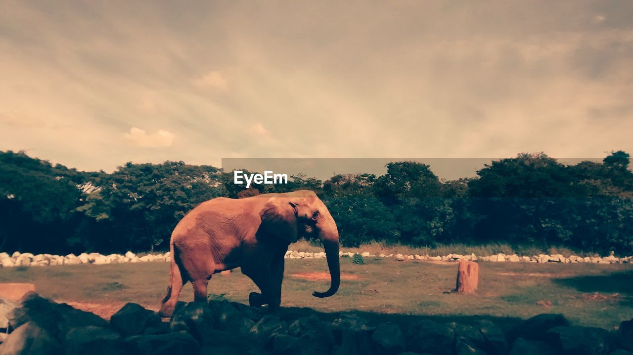 Elephant on field against trees