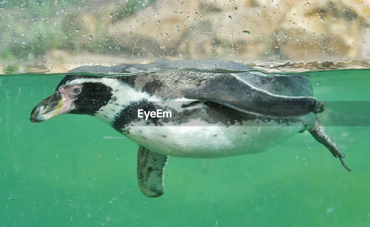 HIGH ANGLE VIEW OF A TURTLE IN SEA