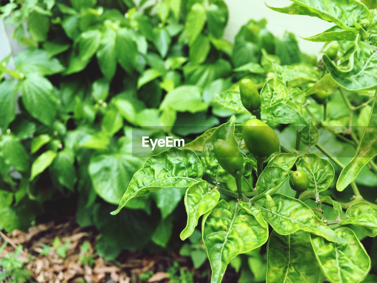 Close-up of fresh green leaves