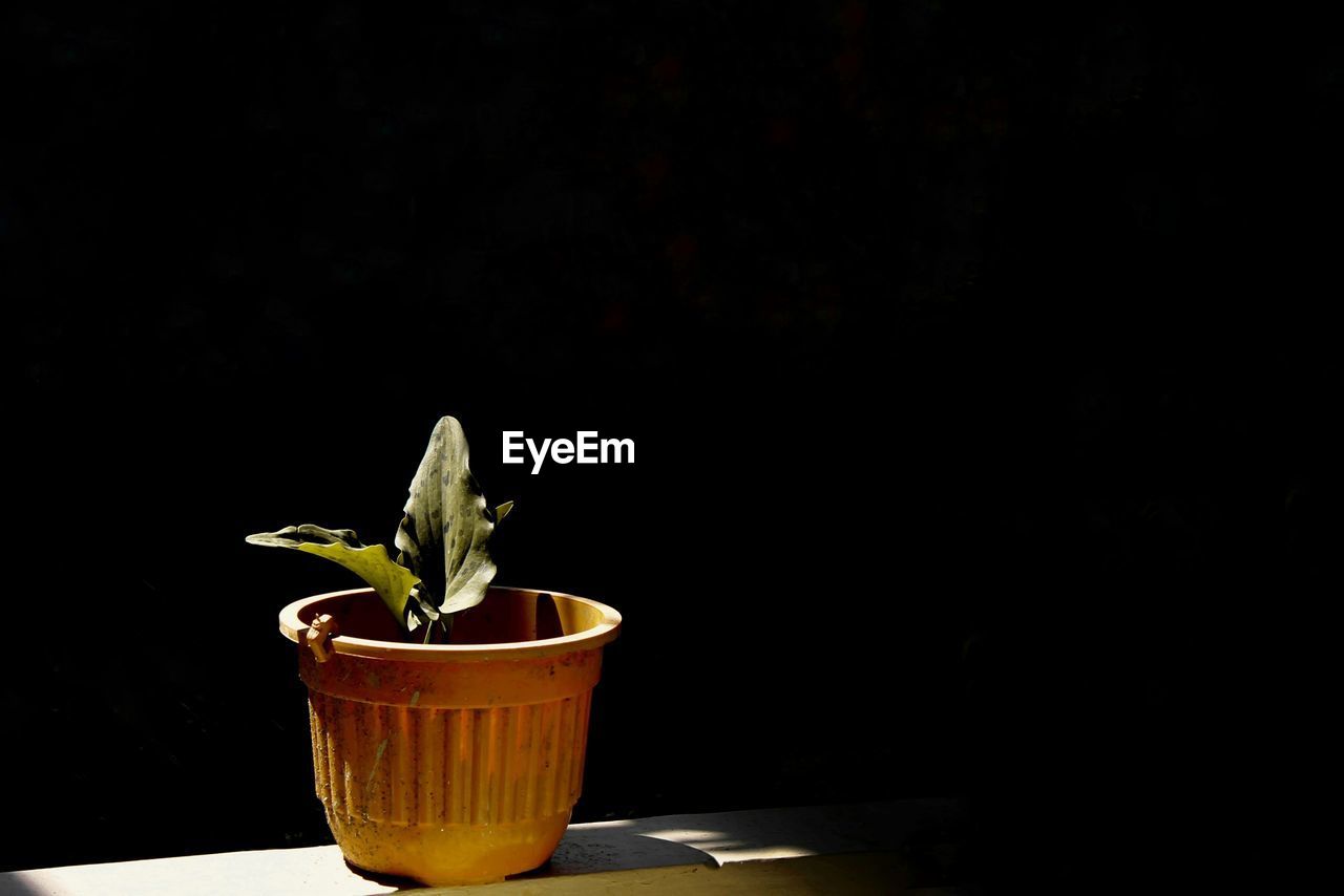 Close-up of potted plant on table against black background