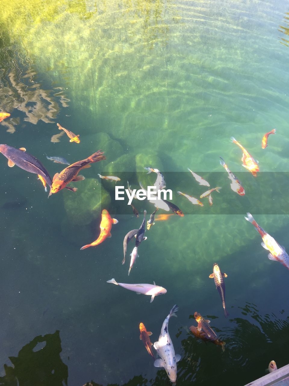 High angle view of fish swimming in lake