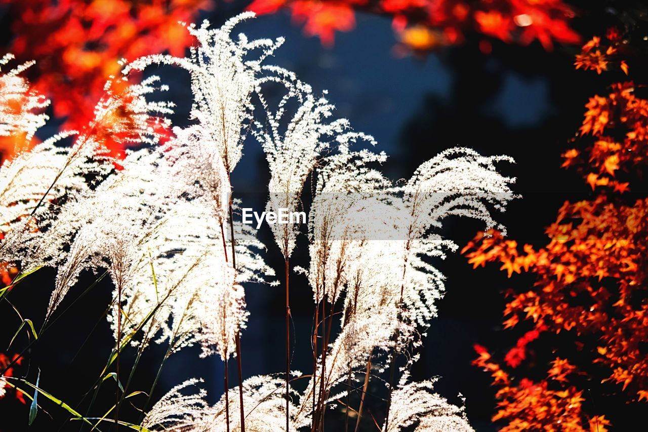 Close-up of pampas grass