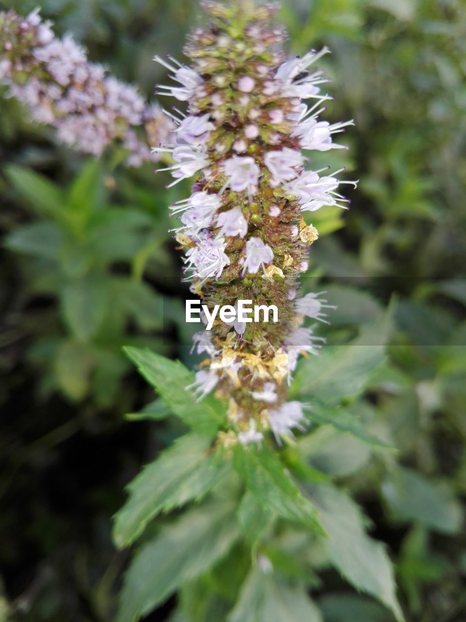 CLOSE-UP OF WHITE FLOWERS ON BRANCH