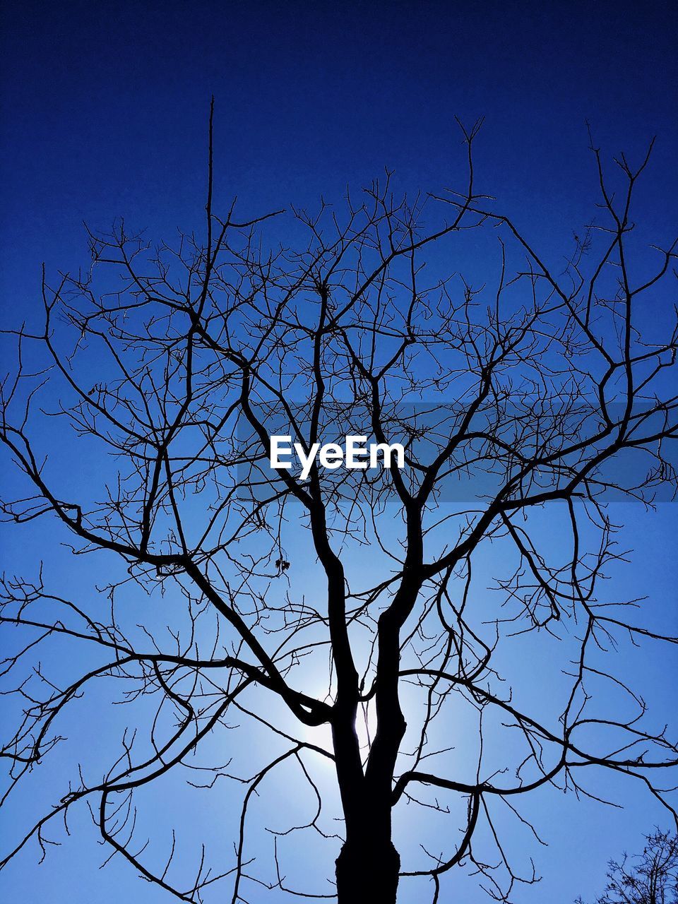 LOW ANGLE VIEW OF BARE TREES AGAINST SKY