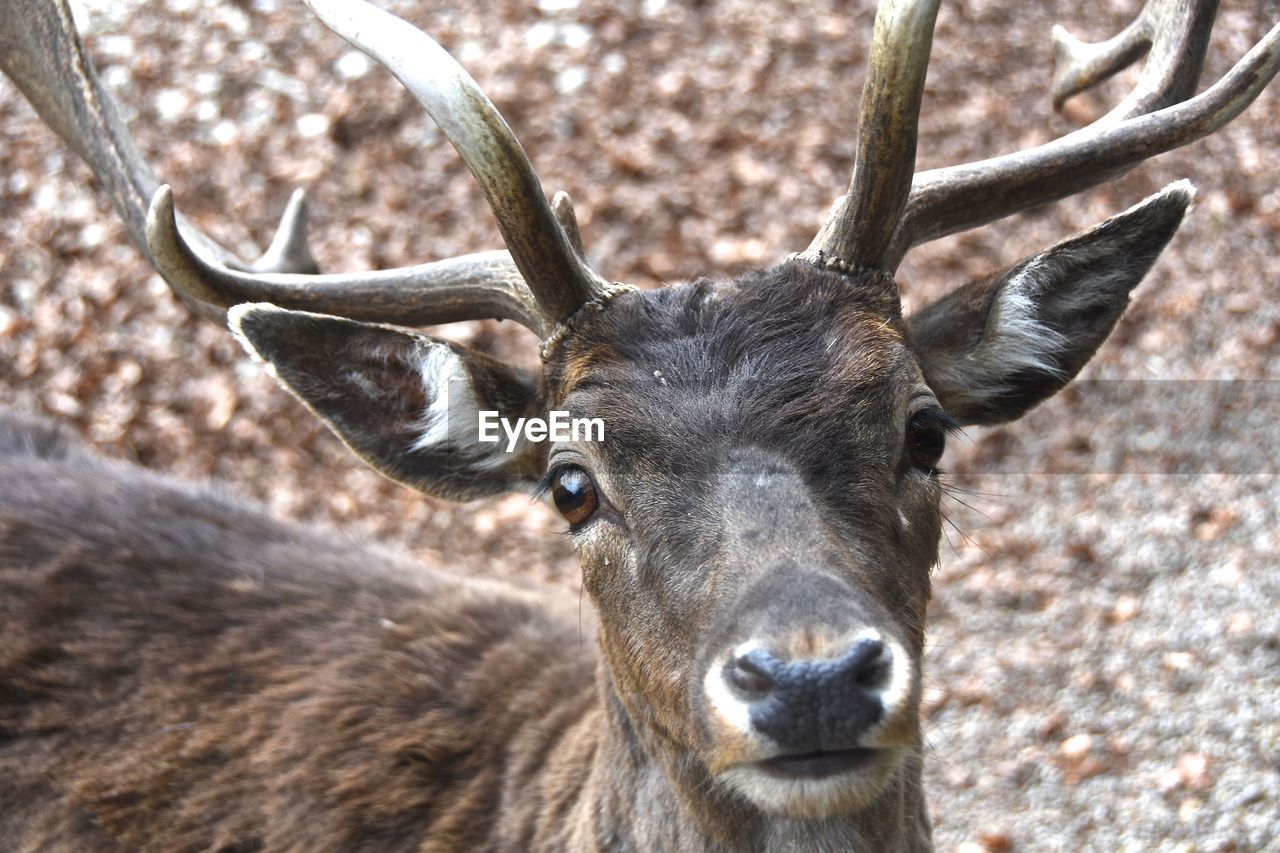 Close-up portrait of deer