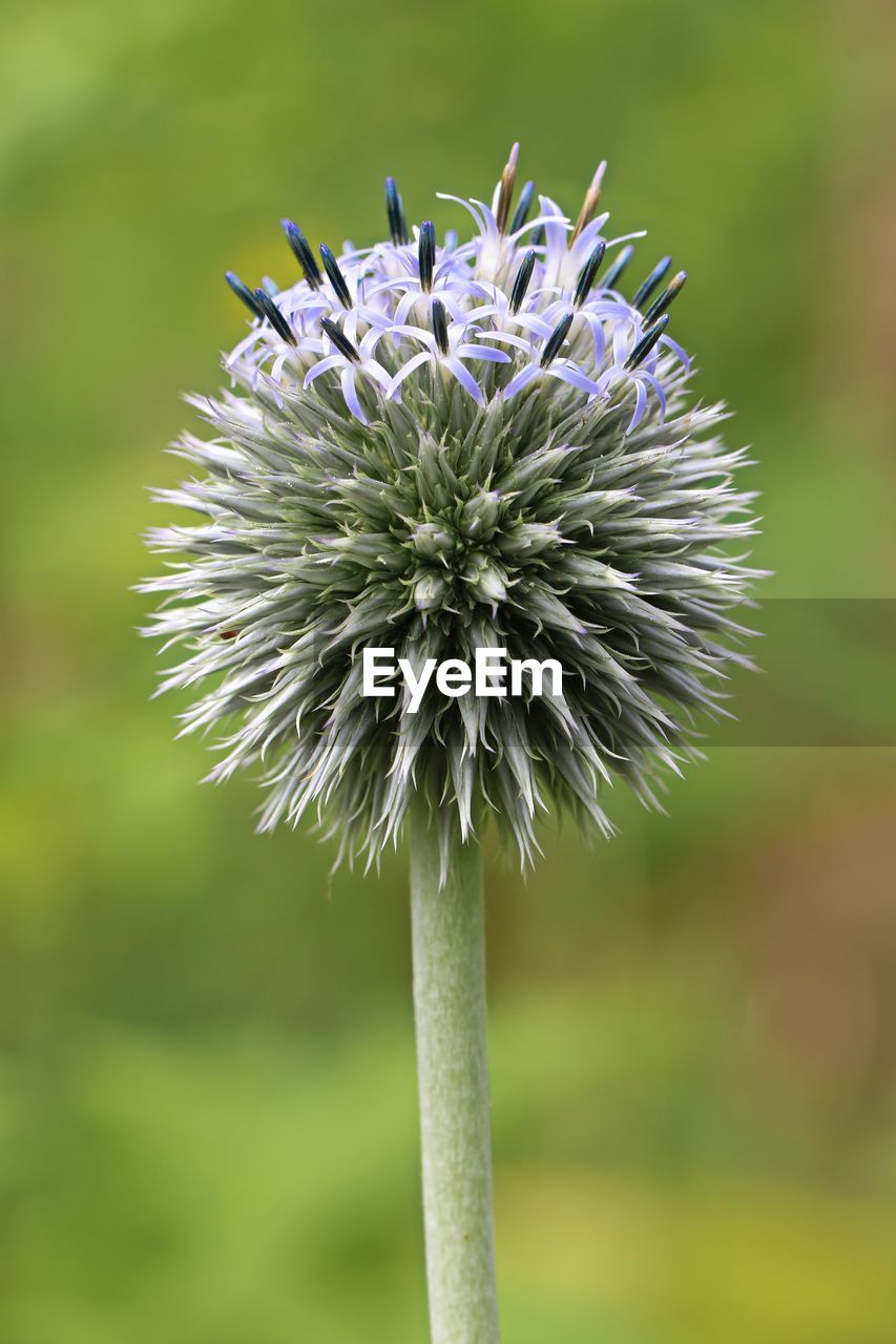 CLOSE-UP OF FLOWERING PLANTS