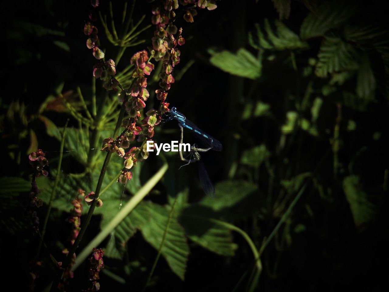 CLOSE-UP OF PLANT GROWING ON TREE