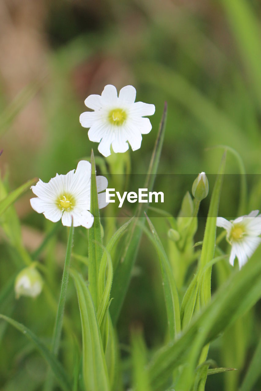 CLOSE-UP OF WHITE FLOWERS BLOOMING ON FIELD