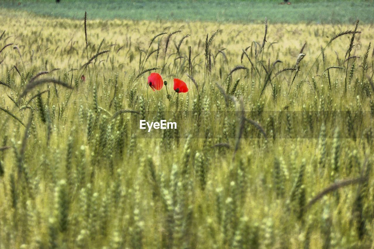 Poppy growing in field