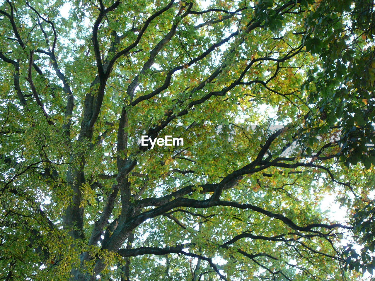 LOW ANGLE VIEW OF TREES IN FOREST