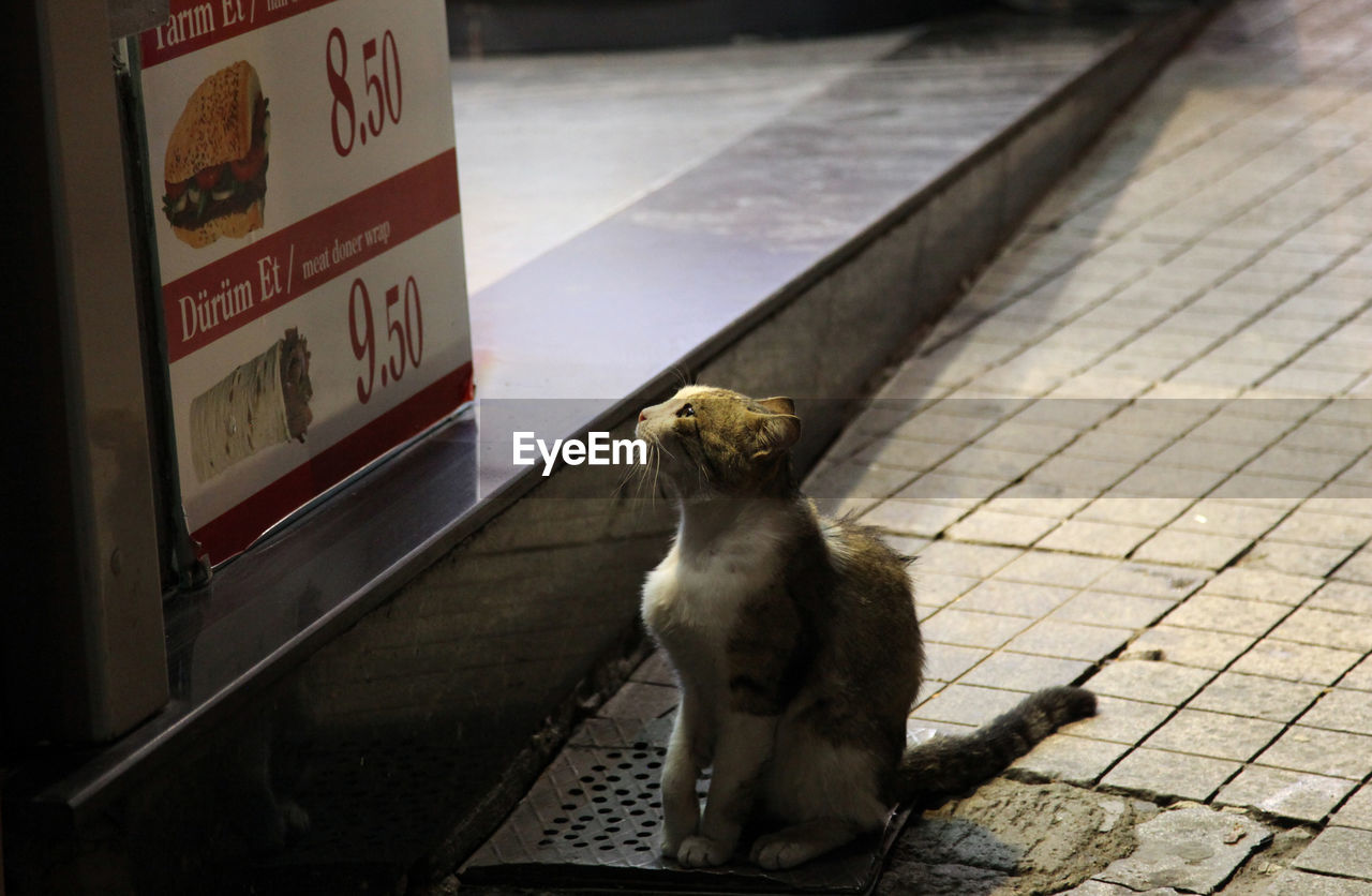 Stray cat looking at advertisement on sidewalk