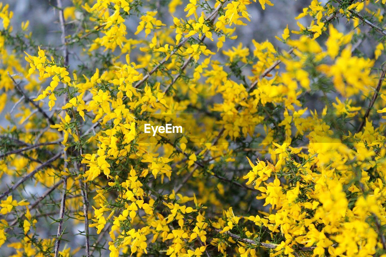 CLOSE-UP OF FRESH YELLOW FLOWERS IN FIELD